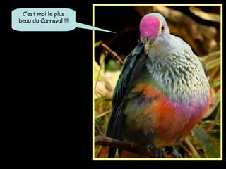 C’est moi le plus
beau du Carnaval !!!
 