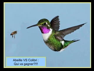 Abeille VS Colibri :
Qui va gagner?!!!
 