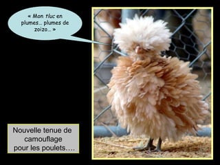 « Mon tluc en
plumes… plumes de
zoizo… »
Nouvelle tenue de
camouflage
pour les poulets….
 