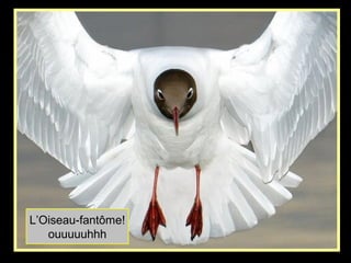 L’Oiseau-fantôme!
ouuuuuhhh
 