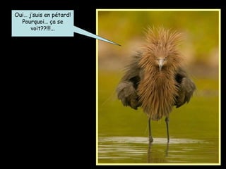 Oui… j’suis en pétard!
Pourquoi… ça se
voit??!!!...
 