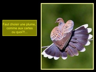 Faut choisir une plume,
comme aux cartes
ou quoi?!...
 