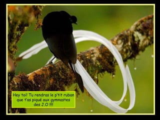 Hey toi! Tu rendras le p’tit ruban
que t’as piqué aux gymnastes
des J.O !!!!
 