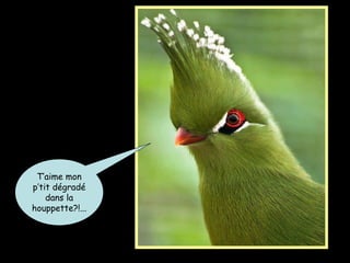 T’aime mon
p’tit dégradé
dans la
houppette?!...
 
