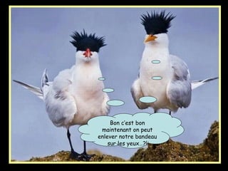 Bon c’est bon
maintenant on peut
enlever notre bandeau
sur les yeux…?!
 