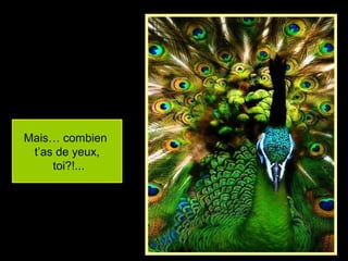 Mais… combien
t’as de yeux,
toi?!...
 