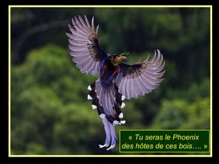 « Tu seras le Phoenix
des hôtes de ces bois…. »
 