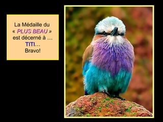 La Médaille du
« PLUS BEAUPLUS BEAU »
est décerné à …
TITITITI…
Bravo!
 