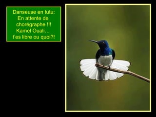 Danseuse en tutu:
En attente de
chorégraphe !!!
Kamel Ouali…
t’es libre ou quoi?!
 