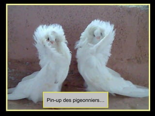 Pin-up des pigeonniers…
 
