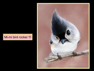 Mi-mi bird rocker !!!
 
