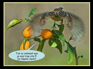 T’as vu comment que
je vais trop vite !!!
Ca t’épate, hein?!
 