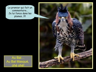 Au Bal…
Au Bal Masqué,
ohé ohé!
Le premier qui fait un
commentaire…
Je lui fonce dans les
plumes…!!!!
 