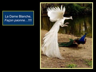 La Dame Blanche,
Façon paonne…!!!!
 