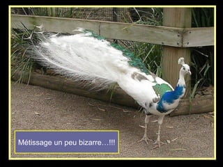 Métissage un peu bizarre…!!!
 