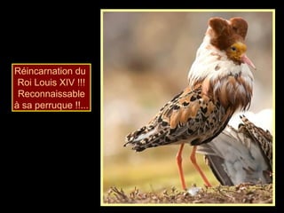 Réincarnation du
Roi Louis XIV !!!
Reconnaissable
à sa perruque !!...
 