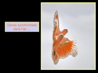Danse synchronisée
dans l’air….
 