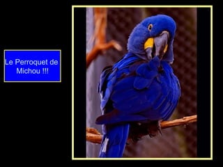 Le Perroquet de
Michou !!!
 