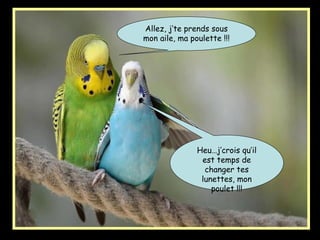 Allez, j’te prends sous
mon aile, ma poulette !!!
Heu…j’crois qu’il
est temps de
changer tes
lunettes, mon
poulet !!!
 