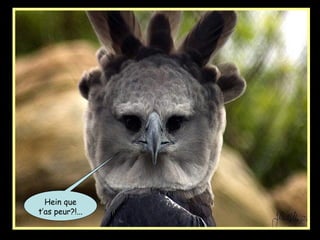 Hein que
t’as peur?!...
 