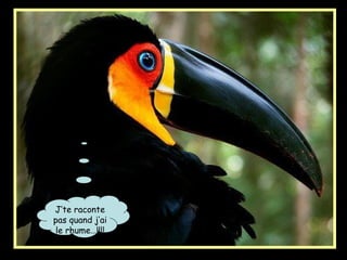 J’te raconte
pas quand j’ai
le rhume…!!!!
 