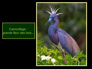 Camouflage :
grande fleur des bois…
 