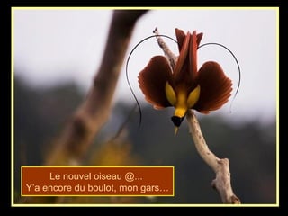 Le nouvel oiseau @...
Y’a encore du boulot, mon gars…
 