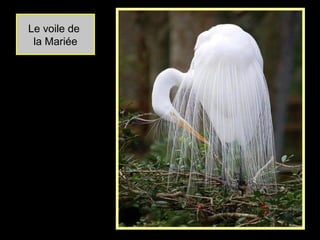 Le voile de
la Mariée
 