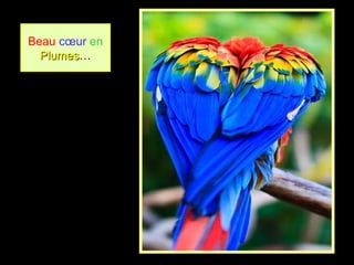 Beau cœur en
PlumesPlumes…
 
