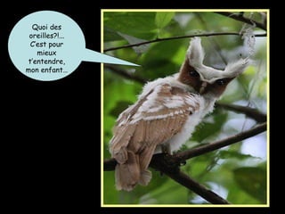 Quoi des
oreilles?!...
C’est pour
mieux
t’entendre,
mon enfant…
 