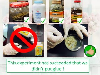 This experiment has succeeded that we 
didn’t put glue ! 
 