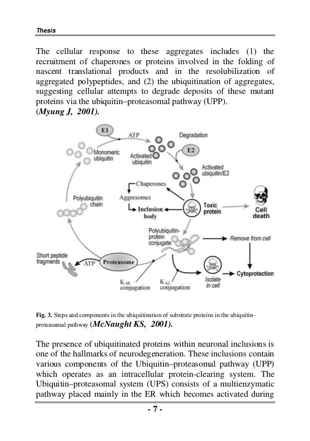 Oxidative stress phd thesis