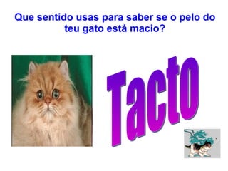 Que sentido usas para saber se o pelo do teu gato está macio? Tacto 