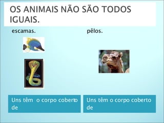 Uns têm  o corpo coberto de Uns têm o corpo coberto de  escamas. pêlos. 
