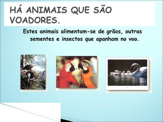 Estes animais alimentam-se de grãos, outras sementes e insectos que apanham no voo. 