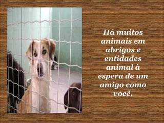 Há muitos animais em abrigos e entidades animal à espera de um amigo como você. 