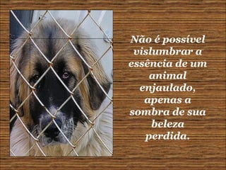 Não é possível vislumbrar a essência de um animal enjaulado, apenas a sombra de sua beleza perdida. 