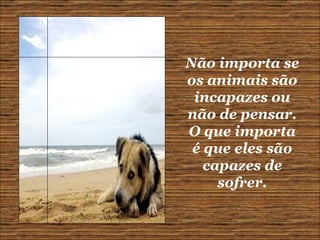 Não importa se os animais são incapazes ou não de pensar. O que importa é que eles são capazes de sofrer. 
