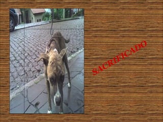 SACRIFICADO 