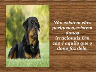 Não existem cães perigosos,existem donos irracionais.Um cão é aquilo que o dono faz dele. 
