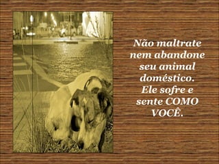 Não maltrate nem abandone seu animal doméstico. Ele sofre e sente COMO VOCÊ. 
