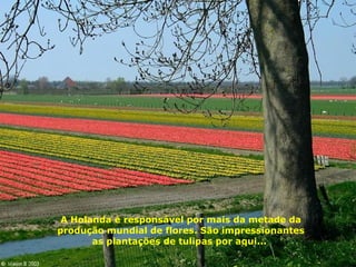 A Holanda é responsável por mais da metade da produção mundial de flores. São impressionantes as plantações de tulipas por aqui...  