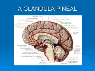 A GLÂNDULA PINEAL 