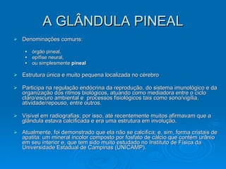 A GLÂNDULA PINEAL Denominações comuns:    órgão pineal,   epífise neural,   ou simplesmente  pineal   Estrutura única e muito pequena localizada no cérebro Participa na regulação endócrina da reprodução, do sistema imunológico e da organização dos ritmos biológicos, atuando como mediadora entre o ciclo claro/escuro ambiental e  processos fisiológicos tais como sono/vigília, atividade/repouso, entre outros.   Visível em radiografias; por isso, até recentemente muitos afirmavam que a glândula estava calcificada e era uma estrutura em involução. Atualmente, foi demonstrado que ela não se calcifica; e, sim, forma cristais de apatita: um mineral incolor composto por fosfato de cálcio que contém urânio em seu interior e, que tem sido muito estudado no Instituto de Física da Universidade Estadual de Campinas (UNICAMP). 