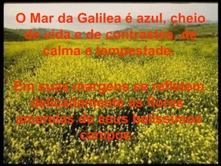 O Mar da Galilea é azul, cheio de vida e de contrastes, de calma e tempestade.  Em suas margens se refletem delicadamente as flores  amarelas de seus belíssimos campos.  