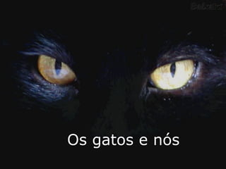 Os gatos e nós 