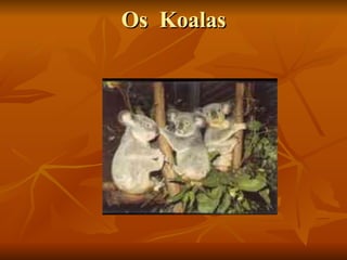 Os  Koalas 