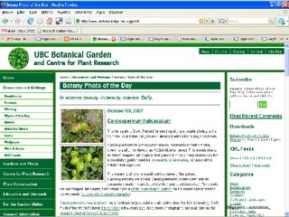 Blogs semi – automáticos   