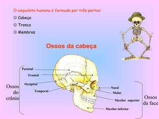 Ossos da cabeça
Parietal
Frontal
Occipital
Temporal
Nasal
Malar
Maxilar superior
Maxilar inferior
Ossos
do
crânio Ossos
da face
O esqueleto humano é formado por três partes:
 Cabeça
 Tronco
 Membros
 