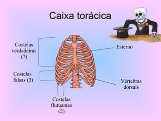 Caixa torácica
Esterno
Vértebras
dorsais
Costelas
verdadeiras
(7)
Costelas
falsas (3)
Costelas
flutuantes
(2)
 